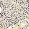 Immunology Antibodies 2 Anti-KPNA1 Antibody CAB1742