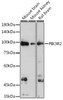 Cell Biology Antibodies 7 Anti-PIK3R2 Antibody CAB17433