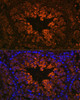 Neuroscience Anti-RTN4 Antibody CAB1752