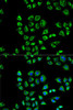 Immunology Antibodies 2 Anti-CD1D Antibody CAB1760