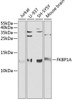 Cell Biology Antibodies 7 Anti-FKBP1A Antibody CAB1763