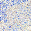 Cell Biology Antibodies 7 Anti-FKBP1A Antibody CAB1763