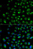 Cell Biology Antibodies 7 Anti-IFNAR2 Antibody CAB1769