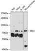 Immunology Antibodies 2 Anti-MX1 Antibody CAB1780