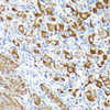 Metabolism Antibodies 2 Anti-EEF1A1 Antibody CAB17857