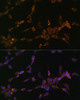 Cell Biology Antibodies 7 Anti-MTCO1 Antibody CAB17889