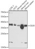 Immunology Antibodies 2 Anti-CD20 Antibody CAB1793