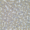 Cell Biology Antibodies 7 Anti-ALDH1A1 Antibody CAB1802