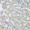 Developmental Biology Anti-SDC2 Antibody CAB1810