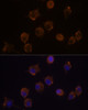 Cell Biology Antibodies 7 Anti-IL-10RA Antibody CAB1830
