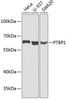 Epigenetics and Nuclear Signaling Antibodies 3 Anti-PTBP1 Antibody CAB1831