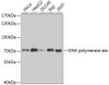 Epigenetics and Nuclear Signaling Antibodies 3 Anti-DNA polymerase eta Antibody CAB1833