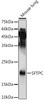 Cell Biology Antibodies 7 Anti-SFTPC Antibody CAB1835