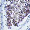 Cell Biology Antibodies 7 Anti-CD47 Antibody CAB1838