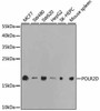 Epigenetics and Nuclear Signaling Antibodies 3 Anti-POLR2D Antibody CAB1859