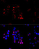 Cell Biology Antibodies 7 Anti-ABCG8 Antibody CAB1880