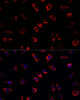 Cell Biology Antibodies 7 Anti-IL-11 Antibody CAB1902