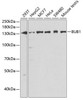 Cell Death Antibodies 1 Anti-BUB1 Antibody CAB1929