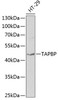 Cell Biology Antibodies 8 Anti-TAPBP Antibody CAB1968