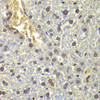 Cell Biology Antibodies 8 Anti-RPL5 Antibody CAB1977