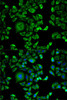 Cell Biology Antibodies 8 Anti-EXT1 Antibody CAB2030