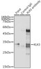 Cell Biology Antibodies 8 Anti-KLK3 Antibody CAB2052