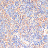 Cell Biology Antibodies 8 Anti-SIGLEC3/CD33 Antibody CAB2059