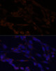 Cell Biology Antibodies 8 Anti-IKKAlpha Antibody CAB2062