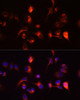 Cell Biology Antibodies 8 Anti-TOR1A Antibody CAB2066