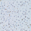 Cell Biology Antibodies 8 Anti-HNF4A Antibody CAB2085