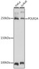 Immunology Antibodies 2 Anti-POLR2A Antibody CAB2107