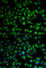 Cell Biology Antibodies 8 Anti-SPAM1 Antibody CAB2120