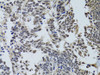 KO Validated Antibodies 1 Anti-LKB1 Antibody CAB2122KO Validated