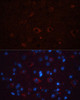 Cell Biology Antibodies 8 Anti-THY1 Antibody CAB2126