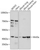 Cell Biology Antibodies 8 Anti-Wnt5a Antibody CAB2133