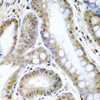 Cell Death Antibodies 1 Anti-TNFSF10 Antibody CAB2138