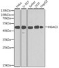 Cell Biology Antibodies 8 Anti-HDAC3 Antibody CAB2139