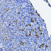 Immunology Antibodies 2 Anti-LCK Antibody CAB2177