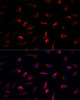 Cell Death Antibodies 1 Anti-MAP2K7 Antibody CAB2186