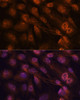 Cell Death Antibodies 1 Anti-MAP2K7 Antibody CAB2186