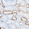 Cell Biology Antibodies 8 Anti-SELE Antibody CAB2191