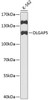 Cell Cycle Antibodies 1 Anti-DLGAP5 Antibody CAB2197