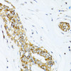 Cell Biology Antibodies 8 Anti-DCTN2 Antibody CAB2200