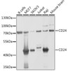 Cell Biology Antibodies 8 Anti-CD24 Antibody CAB2207