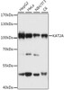 Immunology Antibodies 2 Anti-KAT2A Antibody CAB2224