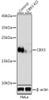 KO Validated Antibodies 1 Anti-CBX3 Antibody CAB2248KO Validated