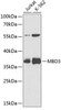 Epigenetics and Nuclear Signaling Antibodies 3 Anti-MBD3 Antibody CAB2251