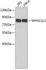 Epigenetics and Nuclear Signaling Antibodies 3 Anti-WHSC1L1 Antibody CAB2317