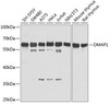 Developmental Biology Anti-DMAP1 Antibody CAB2324