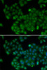 Developmental Biology Anti-DNMT3L Antibody CAB2342